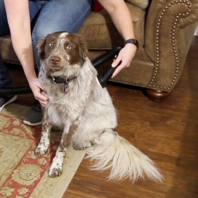 Shop-Vac 9190400 1-1/4 inch diameter Dog Grooming Tool